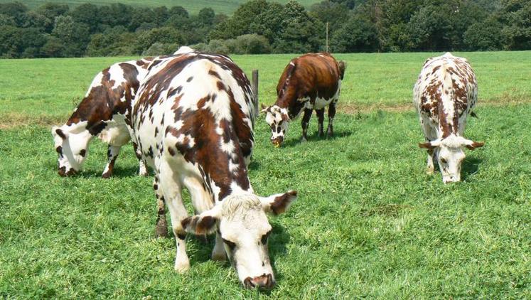 Vaches laitières au pâturage.