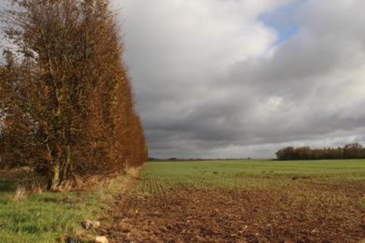 « Recréer des haies dans les grandes plaines et en faire une économie en construisant une filière pour relocaliser la production énergétique », propose Anne-Sophie De Besses, chargée de mission à l'ANBDD (Agence Normande de la Biodiversité et du Développement Durable). Un contrat gagnant-gagnant pour les collectivités avec une maîtrise de leurs coûts énergétiques et pour l'agriculteur avec une nouvelle source de rémunération durable et contractualisée.