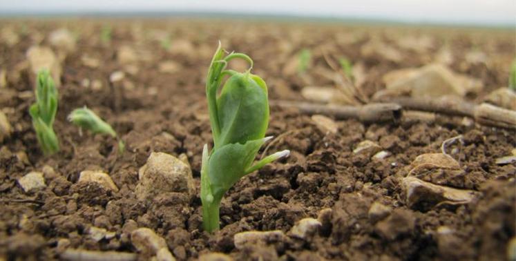 Une bonne implantation suivie d'une levée précoce, homogène et d'une bonne nodulation permettent d'obtenir une culture plus robuste.