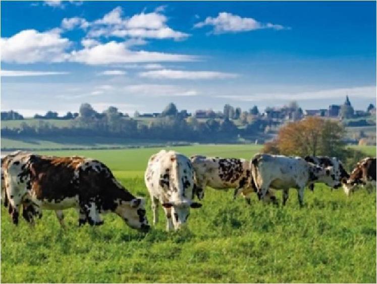 Troupeau de vaches en pâture à Brémontier-Merval.