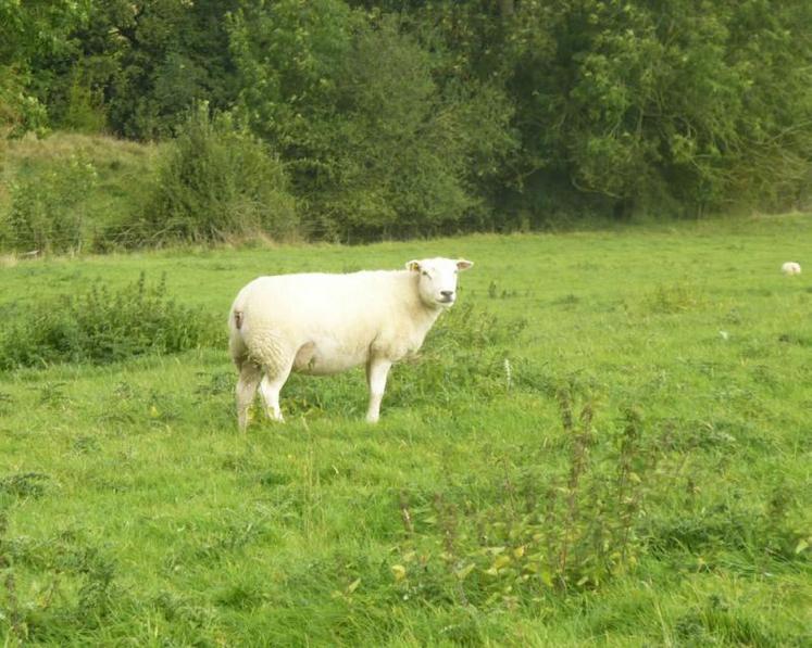 Les animaux peuvent valoriser des espaces non cultivables.