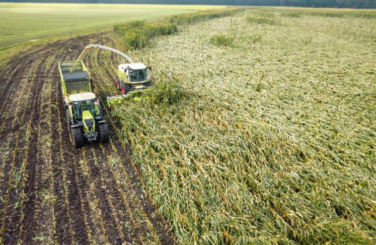 Les récoltes ont déjà été effectuées sur des parcelles du
sud à indice ultra précoce (<200).