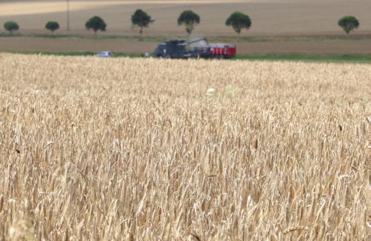 Les parcelles du nord-ouest dont la récolte a été différée en raison de pluies importantes et répétées, verront leur poids spécifique dégradé.