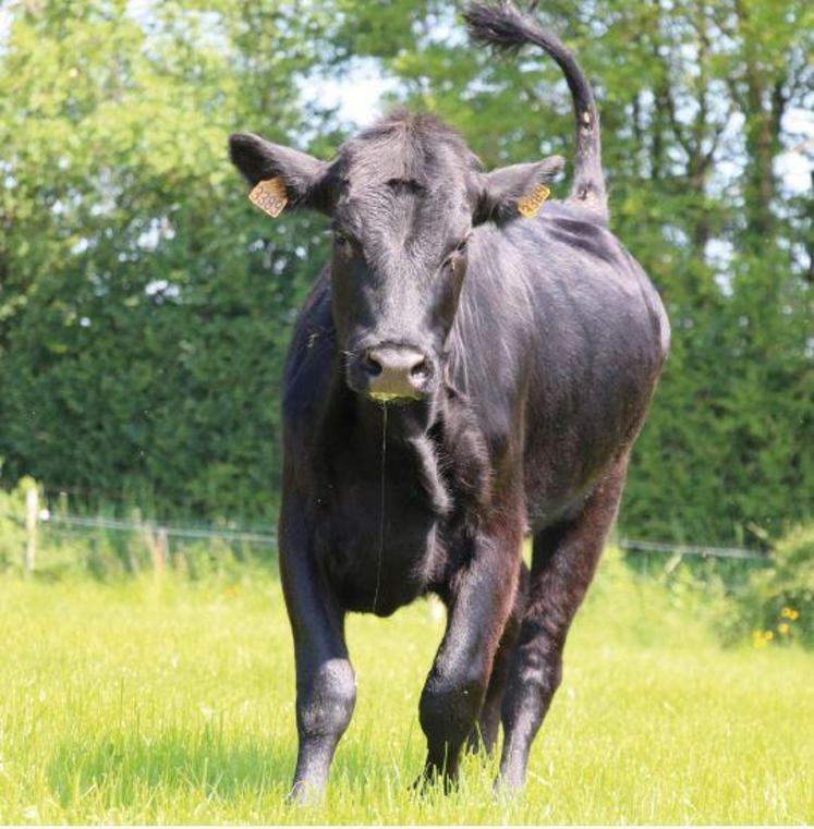 « Nous avons besoin de vaches, de brebis et de chèvres si nous voulons conserver nos prairies, utiles à la lutte contre le changement climatique et la protection de la biodiversité », plaide le manifeste.