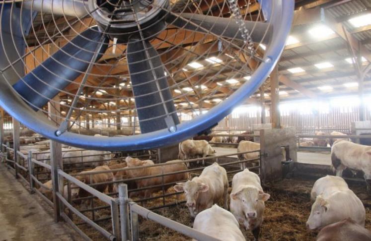 Le positionnement des ventilateurs doit être parfaitement calculé pour balayer de façon uniforme tout l'espace utilisé par les animaux. Dans le cas contraire, on crée des zones de confort mais aussi d'inconfort.