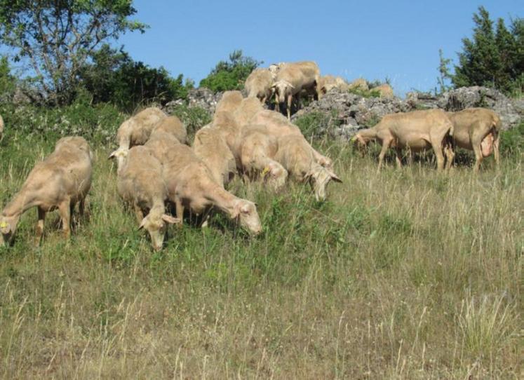 En faisant pâturant les surfaces pastorales aux brebis et agnelles, Caroline et Alain Compan économise sur les intrants tout en entretenant les espaces ouverts.