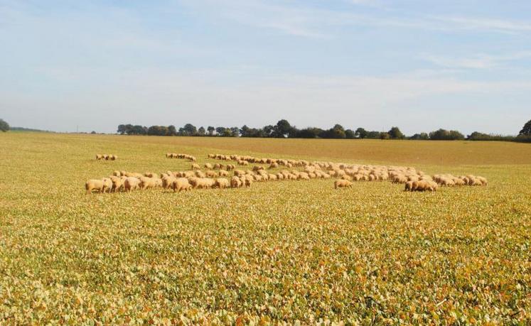 Les couverts sont semés le plus tôt possible après la
moisson.