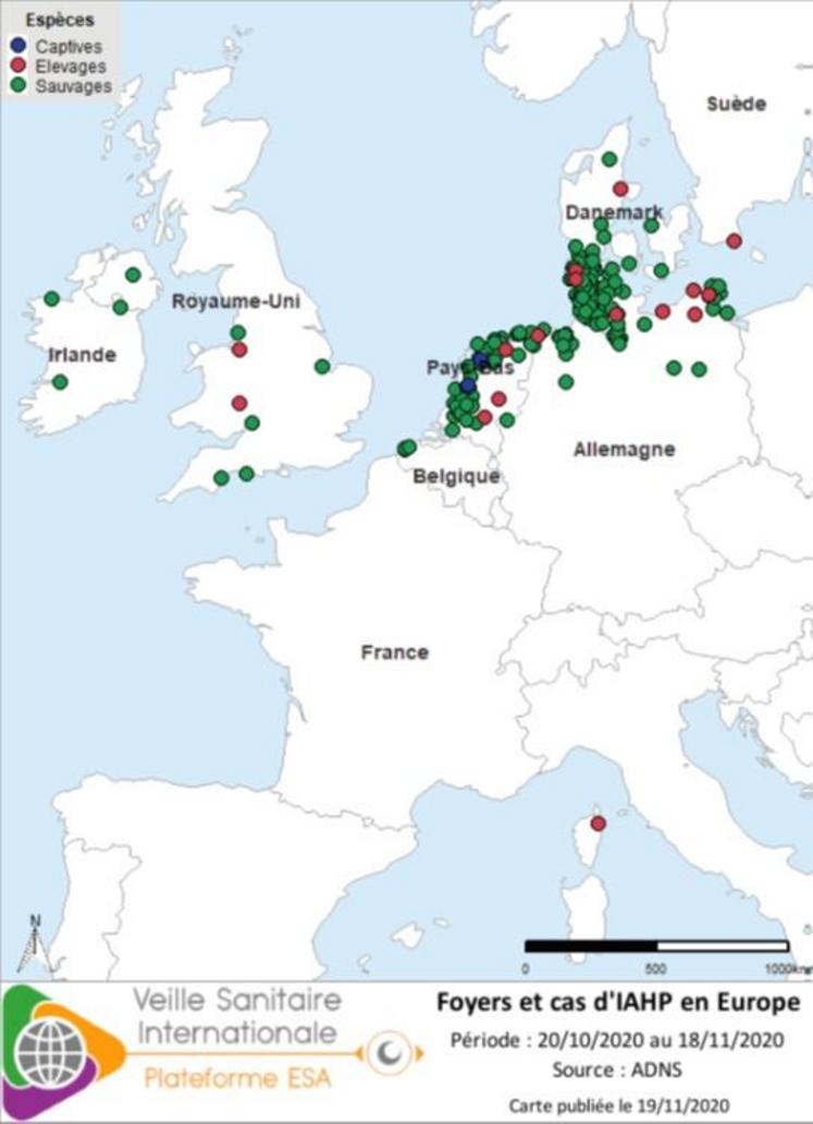 Localisation des cas sauvages et foyers domestiques
d’IAHP H5N8 en Europe confirmés entre
le 20/10 et le 18/11/2020 inclus.