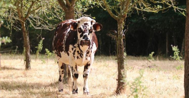 Les éleveurs bovins-mixtes semblent être ceux qui « résistent » le mieux :
93,2 % des jeunes installés de 2014 sont toujours exploitants en 2020.