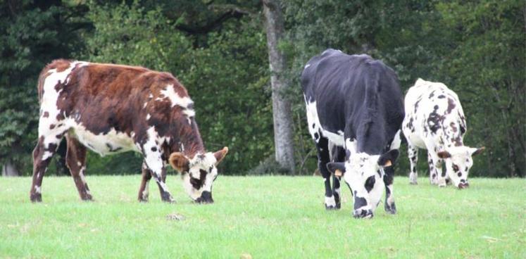 Ce rapport ne manque pas d'interroger sur l'objectif recherché par les magistrats : détruire la filière lait et viande et les aménités positives liées à ces productions ?