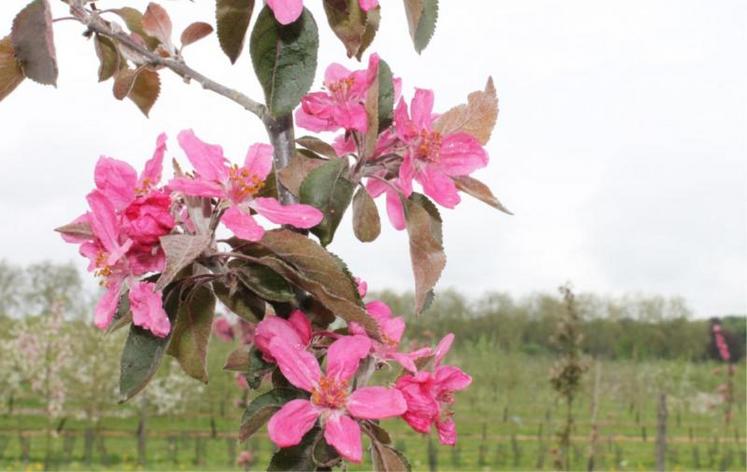 Fleurs du pommier produisant la variété rouge de Ruiz.