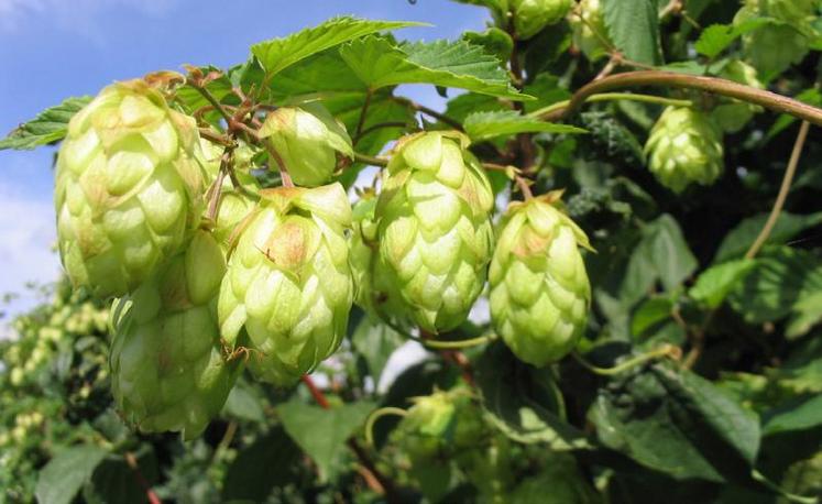 Cônes femelles de houblon.