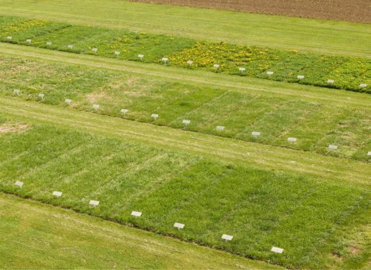 Les espèces sont sélectionnées pour leur productivité,
leur valeur alimentaire et leur appétence. Les résultats
des observations sont communiqués sur herbe-book.org.