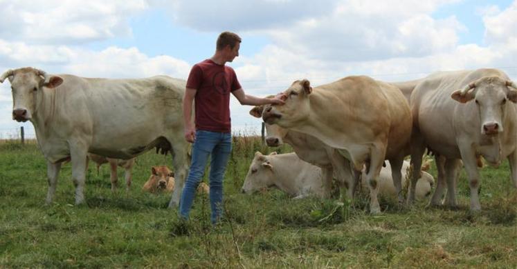 40 hectares non labourables sont réservés au pâturage des Blondes d'Aquitaine à Serquigny.