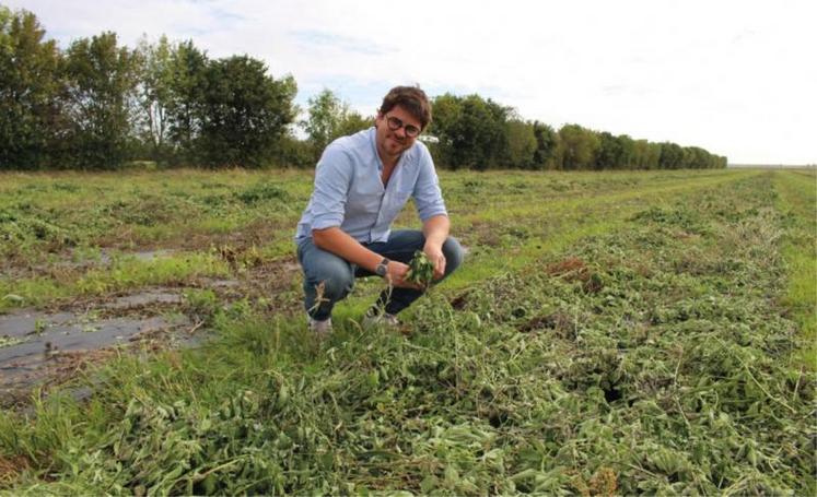 Valentin Raoul, gérant associé de Normandie Arômes, dans son champ de monarde fistuleuse, reconnue comme antibactérienne ou antivirale en aromathérapie. Il va déposer d'ici quelques mois sa propre variété de monarde, 100 % adaptée génétiquement au plateau de Saint-André.