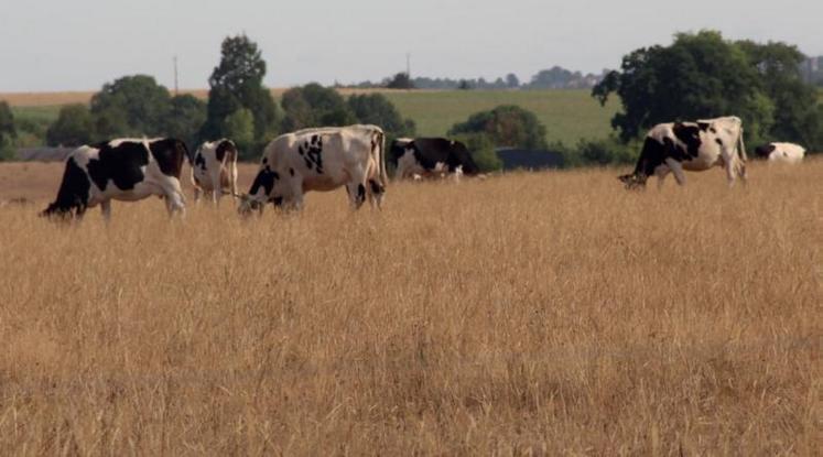 La baisse de la production cumulée des prairies permanente
est estimée à 21 %, ce qui suscite un certain nombre d'inquiétudes
pour l'alimentation des animaux cet automne et cet hiver.