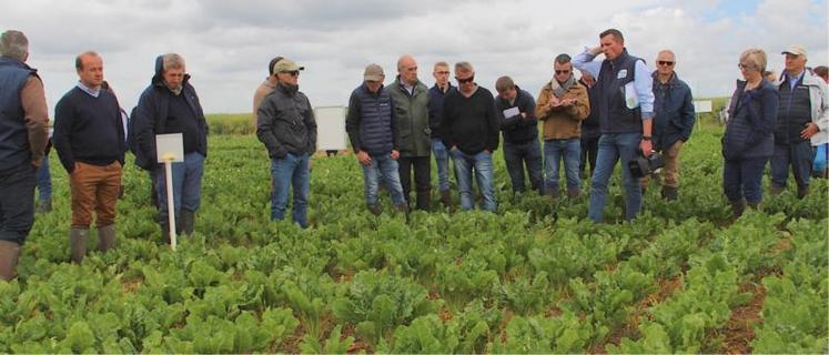 Les FPE constituent l'un des projets du PNRI vers des solutions opérationnelles contre la jaunisse. 62 agriculteurs betteraviers et 7 lycées agricoles impliqués mettent des parcelles entières à disposition de la recherche.