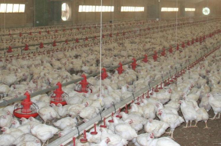 La grippe aviaire 2021-2022, avec plus de 600 cas confirmés et
plus de 5 millions de volailles abattues, a d’ores et déjà dépassé celle de 2020-2021.