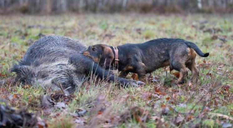 La maladie d’Aujeszky peut se transmettre du sanglier au chien
par les viscères contaminés ingérés.