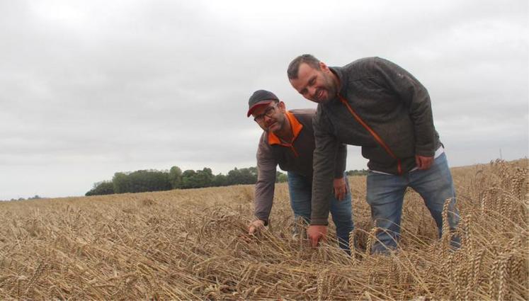 Rémi Stichelbout et Amaury Levesque. Pour le président de la FNSEA 27, le sourire n'est que de façade car la qualité des blés qu'il reste à battre risque de payer un lourd tribut à l'excès d'humidité.