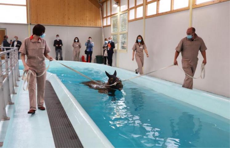 La piscine panoramique de 50 mètres en forme de U du nouveau centre de soin en kinésithérapie et rééducation
fonctionnelle du cheval Kinesia à Goustranville.