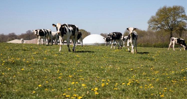 La consommation de cultures dédiées à la méthanisation, notamment ensilage de maïs, est limitée règlementairement à 15% du tonnage entrant dans un méthaniseur.