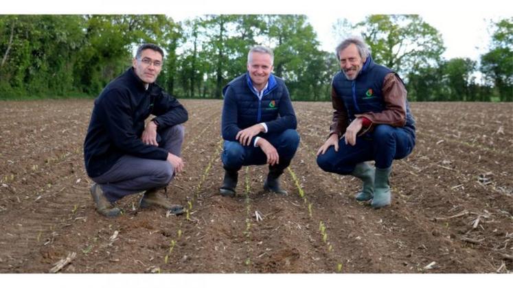 Dimitri Lenourichel, entouré par Jean-Philippe Chenault (à gauche) et
Benoît Pasquet, dans la parcelle de silphie semée avec du maïs. «J'espère un retour sur investissement en quatre ans», souffle l'éleveur
