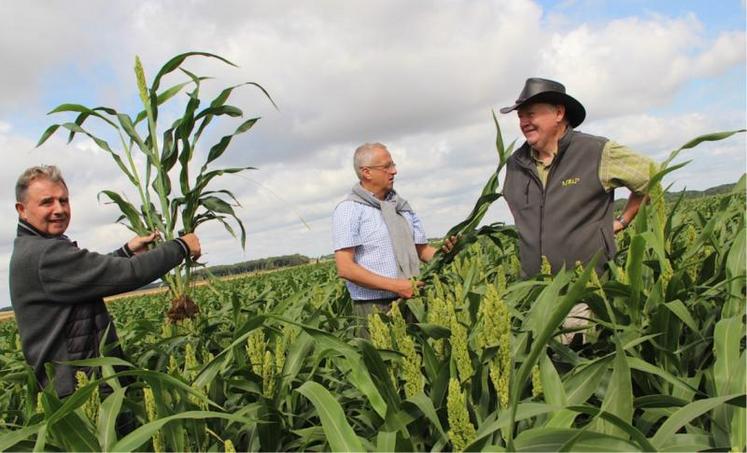 Thierry Maillet (l'homme au chapeau) est un des pionniers de la culture du sorgho grain sur le territoire de la coopérative NatUp dont il est administrateur. « Pas besoin de matériel spécifique pour cette nouvelle culture », apprécie cet agriculteur des Yvelines.