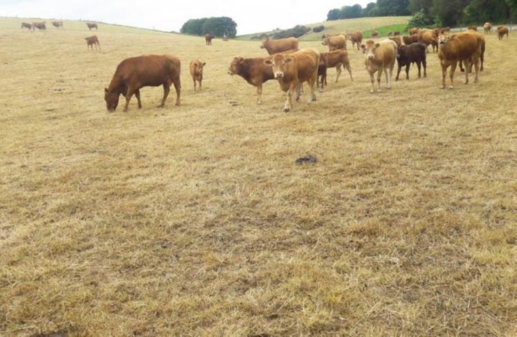 Préserver ses prairies pour l’avenir. Des espèces résistent
mieux à la sécheresse telles que le fétuque élevée, le dactyle, le lotier et surtout la luzerne.