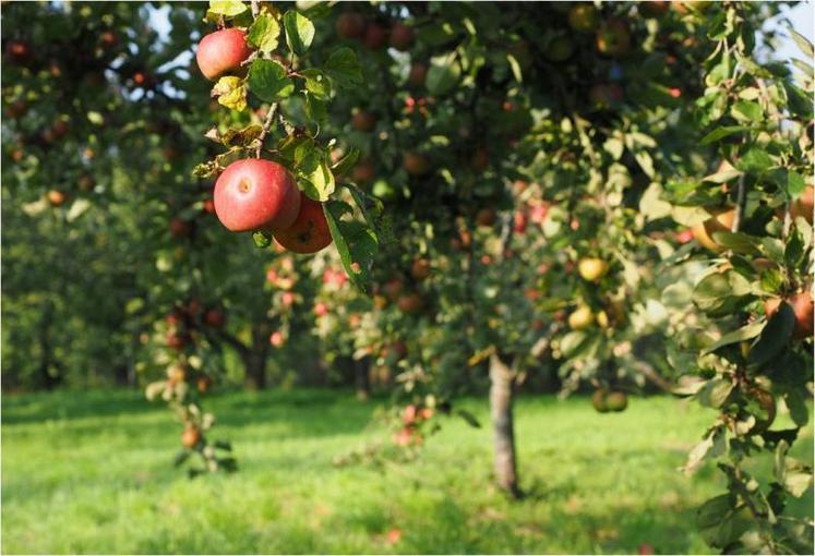 La relance de la consommation est indispensable pour les
producteurs de pommes à cidre.