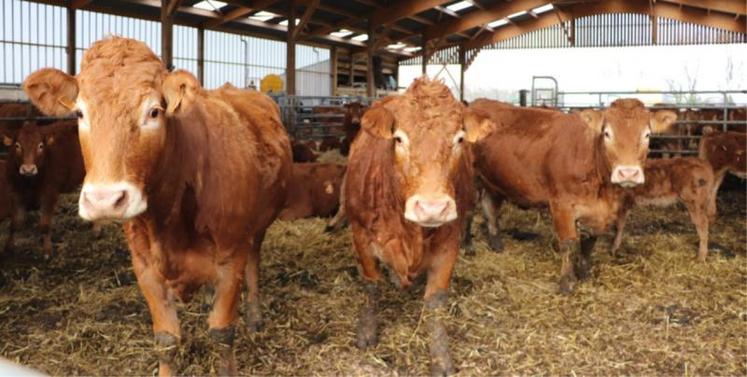 La ferme de la Longchanterie, à Saint-Pierre-en-Auge, écoule toute sa production bovine et de volailles en vente directe. Les éventuels excédents sont transformés en plats préparés.