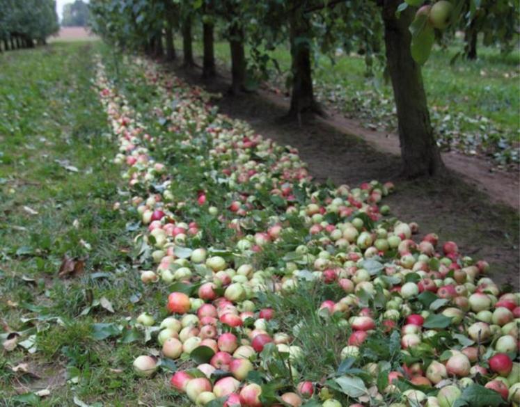 Les fruits, nombreux, mais de petit calibre, donnent des jus riches en arômes et en saveurs, avec une belle teneur en sucre.