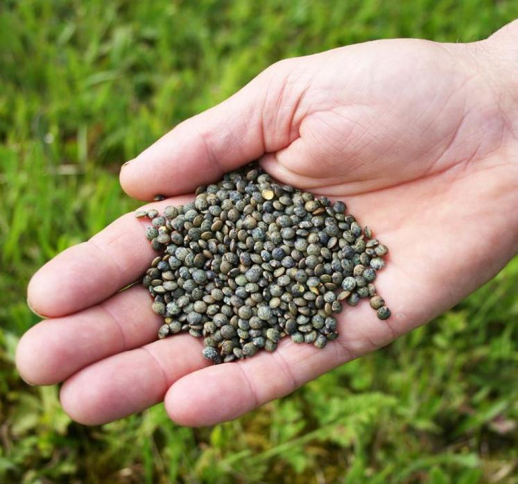 La lentille s'adapte à de nombreux types de sol. Des
agriculteurs du sud-est de l'Eure ont relancé la production en 2017.