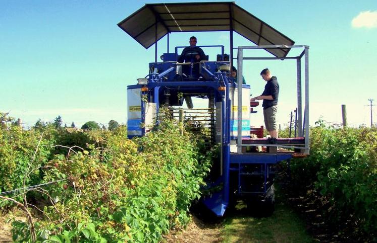 Concernant le travail, les framboisiers s’apparentent
à des vignes.