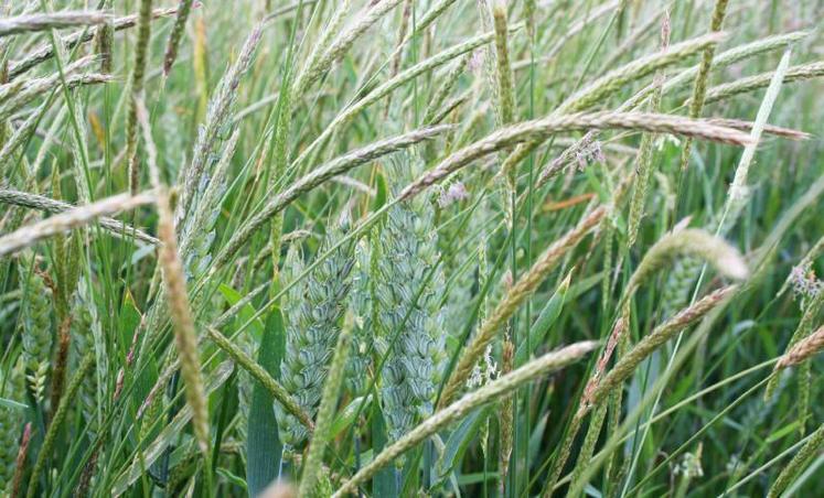 Forte infestation de vulpins dans une culture de blé tendre.