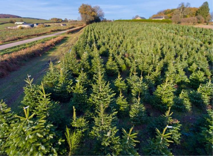 La filière de production du sapin de Noël emploie quelque
1 000 salariés permanents et 5 000 saisonniers en fin d’année.