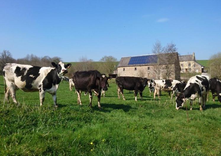 Eleveur laitier à Hamars (14220) avec 75 % de prairies permanentes.