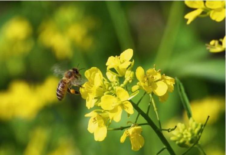 Terres Inovia donne son éclairage sur une étude
récente de l’Inra et du CNRS