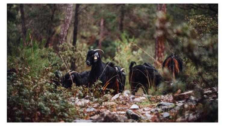 Les activités pastorales et agricoles, créant des discontinuités de
végétation, jouent le rôle de pare-feu protégeant la forêt