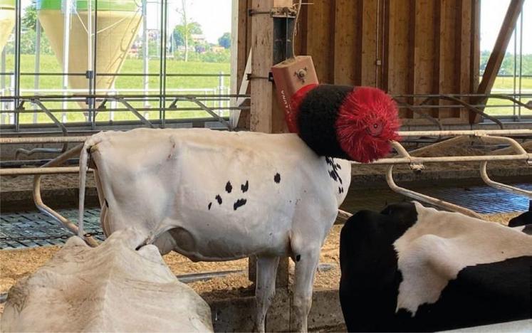 La Commission européenne va s’atteler dans les mois qui viennent à la révision des normes sur le bien-être animal.