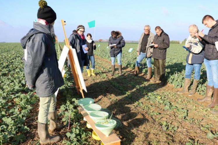 Le test Berlèse consiste à faire sécher les parties aériennes du colza (rosette coupée au niveau du collet) au-dessus d'une bassine d'eau savonneuse. Les larves d'altises vont tomber dedans. Il reste à les compter pour estimer leur population au champ.