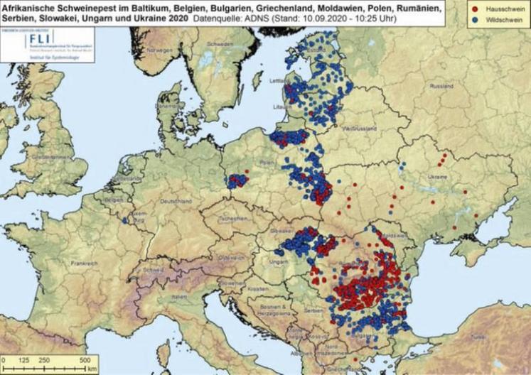Progression de la PPA en Europe. Les foyers sangliers
sont en bleu et porcs d’élevage en rouge.