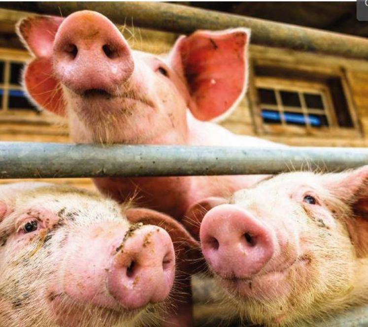 Un seuil d'entrée fixé à 150 UGB (unité de gros bétail)