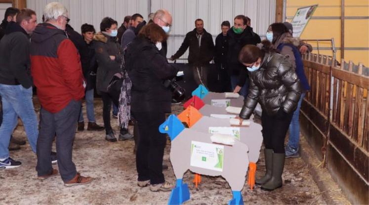 A la journée portes ouvertes organisée par la Chambre d'agriculture de Normandie et Inn'ovin, jeudi 25 novembre à Notre-Dame-du-Hamel (27), Claire Douine, conseillère en productions ovines à la Cran, anime un atelier sur le tri des agneaux selon leur stade de finition.