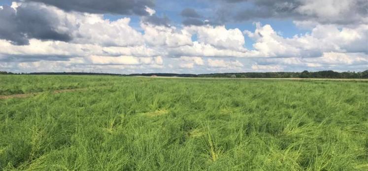 Les orages du printemps et les importantes précipitations ont fortement impacté la production.
