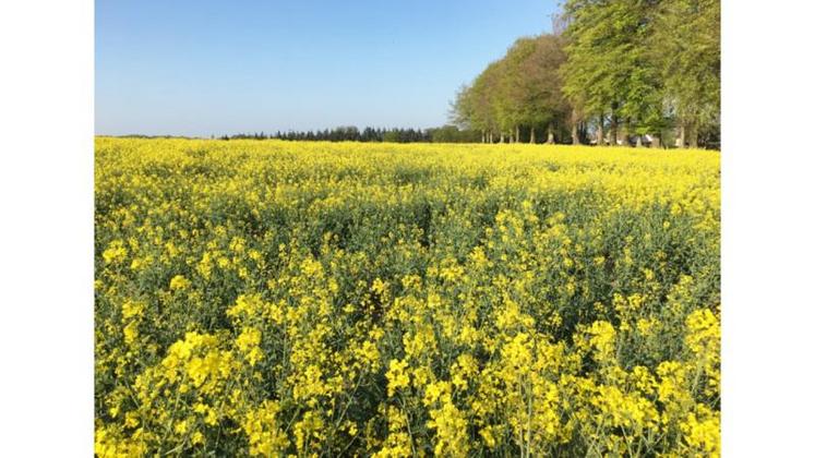 Avril et DSM associent leur savoir-faire pour développer un projet de création d’une nouvelle filière dédiée à la protéine de colza pour l’alimentation humaine.