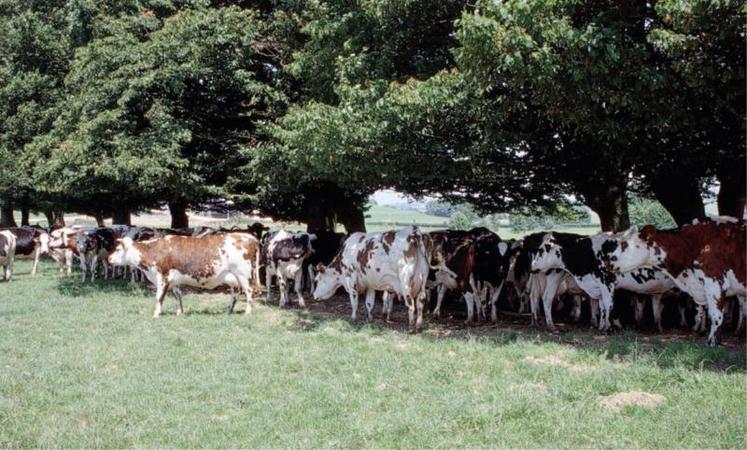 Les vaches qui pâturent doivent avoir un accès à l’ombre, d’où l’intérêt de conserver des haies.