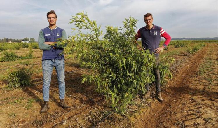 Rodolphe et Baptiste Lerdu ont planté seize hectares de bambou alimentaire.