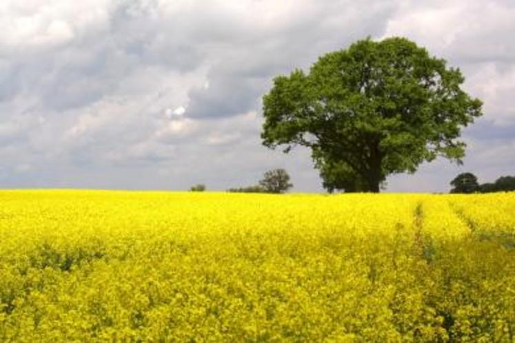 Ce sont les agriculteurs européens qui produisent le plus de colza.