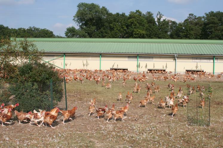 Un poulet sur deux consommé en France est un poulet importé.